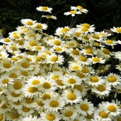 Susanna Mitchell Marguerite Daisy (Anthemis) -Perennials Sales Store anthemis tinctoria 19981