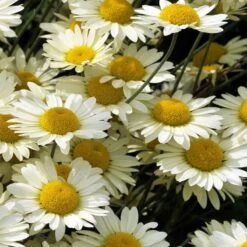 Susanna Mitchell Marguerite Daisy (Anthemis) -Perennials Sales Store anthemis tinctoria 19981 close up