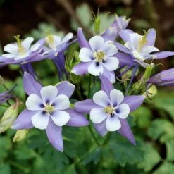 Rocky Mountain Columbine -Perennials Sales Store aquilegia caerulea rocky mountai