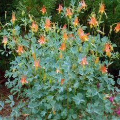 Arizona Columbine -Perennials Sales Store aquilegia desertorum in flwr