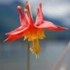 Arizona Columbine -Perennials Sales Store aquilegia desertorum 1
