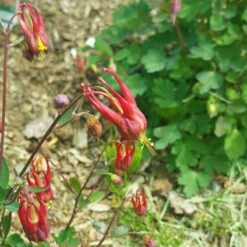 Little Lanterns Columbine -Perennials Sales Store aquilegia little lanterns cropped 5 1