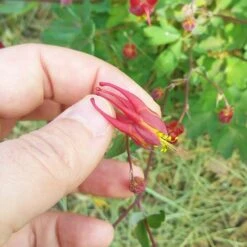 Little Lanterns Columbine -Perennials Sales Store aquilegia little lanterns cropped close up 1 1