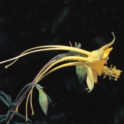 Swallowtail® Columbine -Perennials Sales Store aquilegia species swallowtail 20822 2 web 1