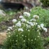 Morning Star White Armeria -Perennials Sales Store armeria maritima morning star white garden