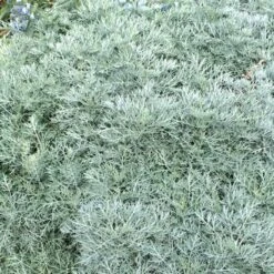 Powis Castle Artemisia -Perennials Sales Store artemisia powis castle close denver botanic