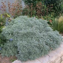Powis Castle Artemisia -Perennials Sales Store artemisia powis castle whole plant denver botanic