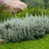 Seafoam Artemisia -Perennials Sales Store artemisia versicolor sea foam david.winger plant select cropped