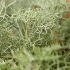 Seafoam Artemisia 9 Seafoam Artemisia -Perennials Sales Store artemisia versicolor seafoam