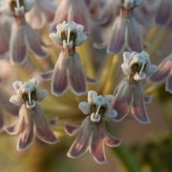 California Narrow Leaf Milkweed -Perennials Sales Store asclepias fascicularis santa monica trails council 2 cropped