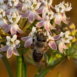 California Narrow Leaf Milkweed -Perennials Sales Store asclepias fascicularis santa monica trails council 3 cropped