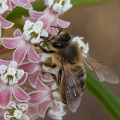 California Narrow Leaf Milkweed -Perennials Sales Store asclepias fascicularis santa monica trails council 4 cropped