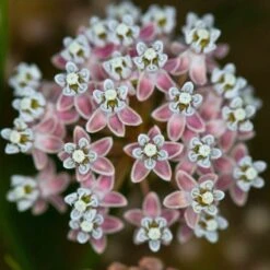 California Narrow Leaf Milkweed -Perennials Sales Store asclepias fascicularis santa monica trails council 5 cropped