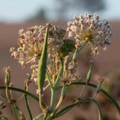 California Narrow Leaf Milkweed -Perennials Sales Store asclepias fascicularis santa monica trails council 6 cropped