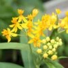 Hello Yellow Butterfly Weed -Perennials Sales Store asclepias hello yellow milkweed