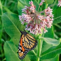 Common Milkweed -Perennials Sales Store asclepias syriaca 1