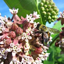 Common Milkweed -Perennials Sales Store asclepias syriaca 2