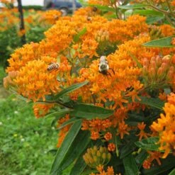 Butterfly Weed (Clay Form) -Perennials Sales Store asclepias tuberosa butterfly weed 2 1