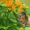Butterfly Weed (Clay Form) -Perennials Sales Store asclepias tuberosa monarch butterly hblbjxx
