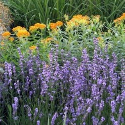 Sharon Roberts English Lavender -Perennials Sales Store asclepias western gold mix lavandula angust sharon roberts 1