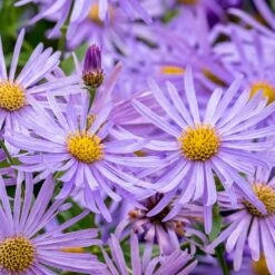 Monch Frikart's Aster -Perennials Sales Store aster x frikartii m nch flower close up