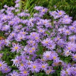 Monch Frikart's Aster -Perennials Sales Store aster x frikartii m nch flowers garden