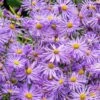 Monch Frikart's Aster 1 Monch Frikart's Aster -Perennials Sales Store aster x frikartii m nch garden