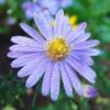 Bluebird Smooth Aster -Perennials Sales Store aster bluebird mt cuba closeup cropped