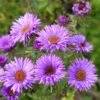 Purple Dome New England Aster -Perennials Sales Store aster purple dome close up cropp