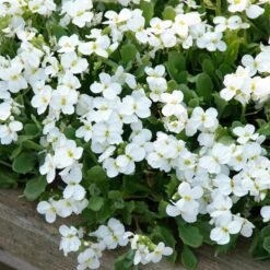 Axcent™ White Aubrieta -Perennials Sales Store aubrieta axcent white 3