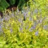 Aztec Gold Veronica -Perennials Sales Store aztec gold veronica 1 2
