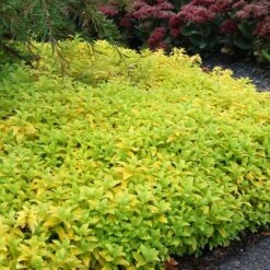 Aztec Gold Veronica 7 Aztec Gold Veronica -Perennials Sales Store aztec gold veronica 2