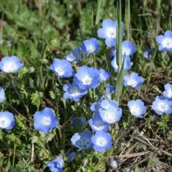 Alternative Lawn Wildflower Seed Mix -Perennials Sales Store baby blue eyes 1