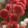 Ballerina Red Armeria -Perennials Sales Store ballerina red armeria 1
