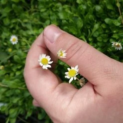 Miniature Mat Daisy (Bellium) -Perennials Sales Store bellium minutum miniature
