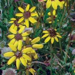 Mora County Chocolate Flower Mix (Berlandiera) -Perennials Sales Store berlandiera chocolate flower 25391 2