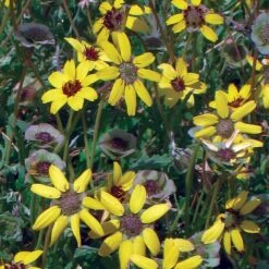 Mora County Chocolate Flower Mix (Berlandiera) -Perennials Sales Store berlandiera chocolate flower 25391 1