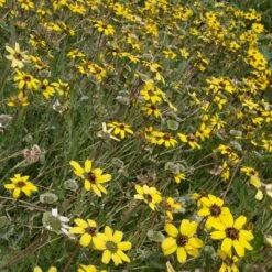 Mora County Chocolate Flower Mix (Berlandiera) -Perennials Sales Store berlandiera lyrata david.winger cropped 2