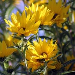 Santa Fe Maximilian's Sunflower (Helianthus) -Perennials Sales Store betty griffith maximiliana sunfl