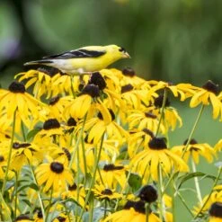 Goldsturm Black Eyed Susan -Perennials Sales Store bird rudbeckia goldsturm web 2