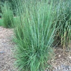 Blaze Little Bluestem Grass -Perennials Sales Store blaze little bluestem credit hoffmannursery