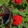 Red Devil Perennial Verbena -Perennials Sales Store blk swallowtail red devil verbena cstein 1