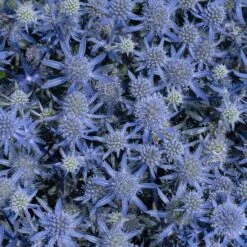 Blue Glitter Sea Holly (Eryngium) -Perennials Sales Store blue glitter sea holly 2