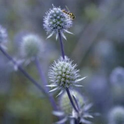 Blue Glitter Sea Holly (Eryngium) -Perennials Sales Store blue glitter sea holly