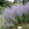 Blue Spires Russian Sage -Perennials Sales Store blue spire russian sage 1