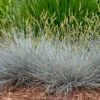 Blue Whiskers Fescue Grass -Perennials Sales Store blue whiskers fescue grass 1