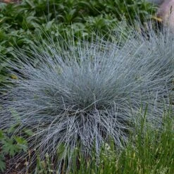Blue Whiskers Fescue Grass -Perennials Sales Store blue whiskers fescue grass 3