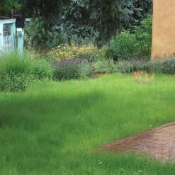 Hachita Blue Grama Grass Plugs -Perennials Sales Store blue grama buffalo grass