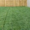 Bella™ Bluegrass Grass Plugs -Perennials Sales Store blue grass bella 79200 1 web 1