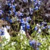 Blue Spike Salvia -Perennials Sales Store bog sage salvia uliginosa cropped 3